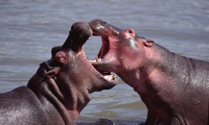 Hippo Attack